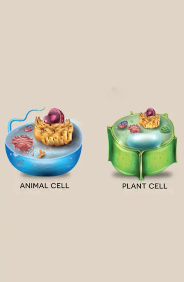 cell, primary, two, eukaryotic, prokaryotic, genuine, nucleus, membrane, species, fungi, plants, ani