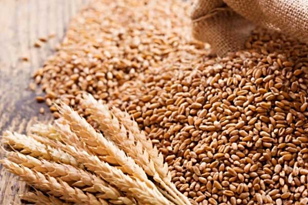 india may soon get green signal for export of 12 lakh tonnes of wheat