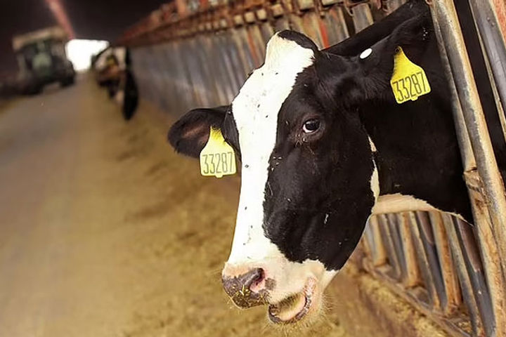 New Zealand To Charge Farmers For Cow And Sheep Burps To Cut Methane Emissions