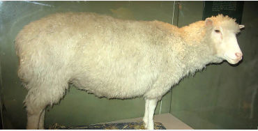  Dolly the Sheep
