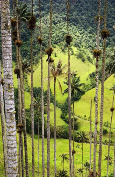 museums, botanical gardens, agricultural centers, science, abarema abbottii, china, Kyrgyzstan,  Zyg