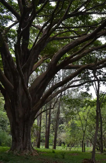 brazil, colombia,  indonesia, australia, china, madagascar, papua new guinea