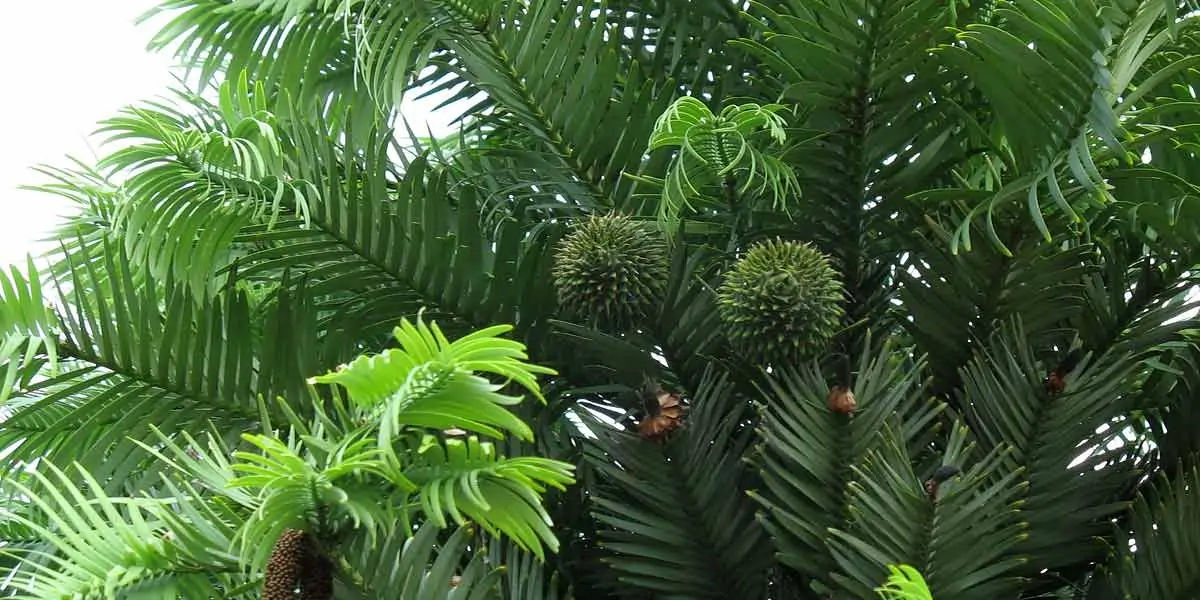gondwana, wollemia, jurassic, rainforest, national park, fossil, conservation of nature, ginkgo bilo
