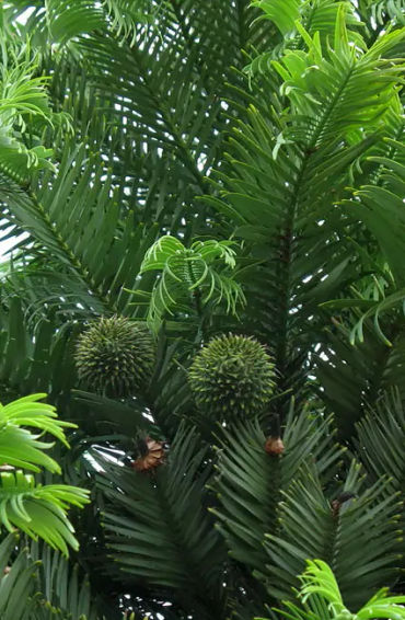 gondwana, wollemia, jurassic, rainforest, national park, fossil, conservation of nature, ginkgo bilo