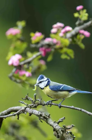 trees, insects, plants, parasites, predators, signals, chemicals, reinforcement, caterpillars, besie