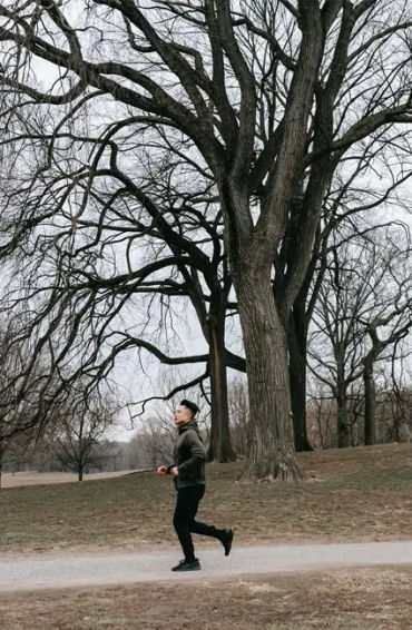 arborescence, plants, evolution, sunlight, trees, convergent evolution