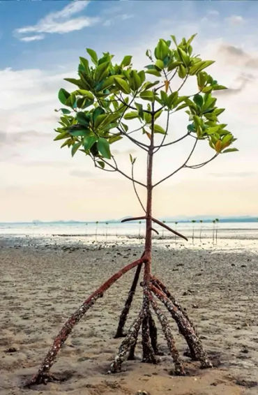 trees, insects, plants, parasites, predators, signals, chemicals, reinforcement, caterpillars, besie