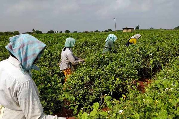 Aadhaar data of 11 crore farmers stolen from PM-Kisan website