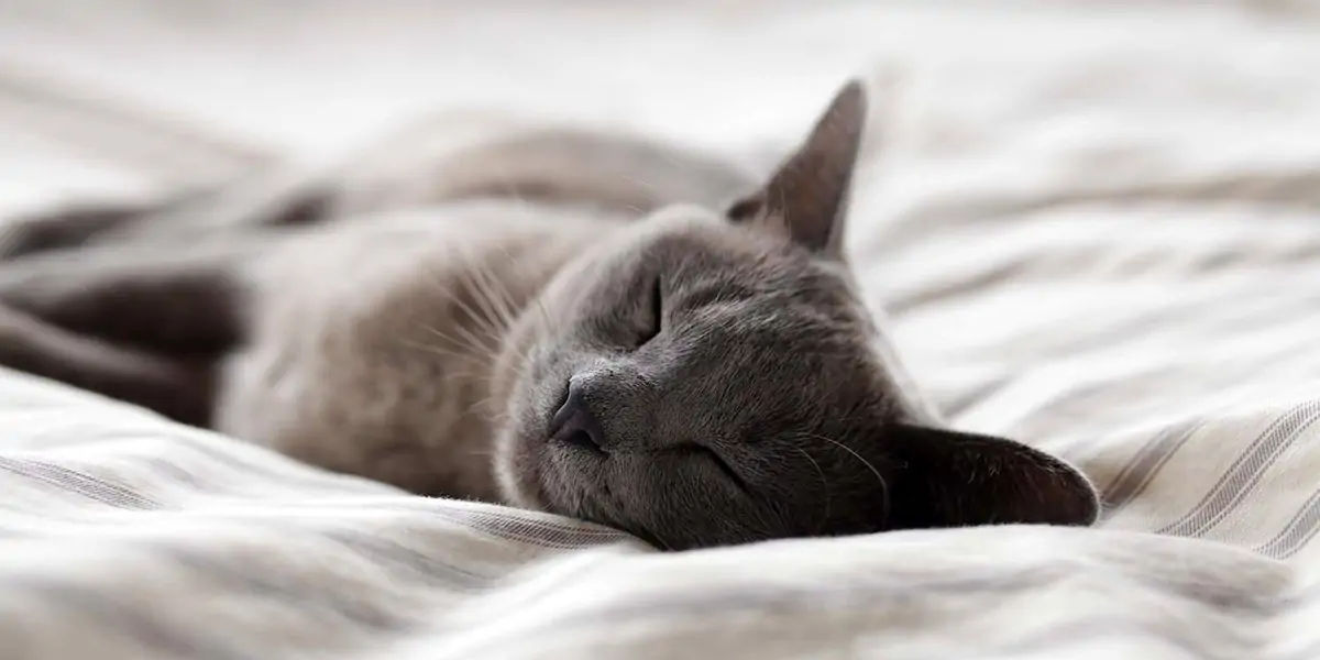 sleep, cat, animals, cat owners, seat, sofa, bed, computer keyboard