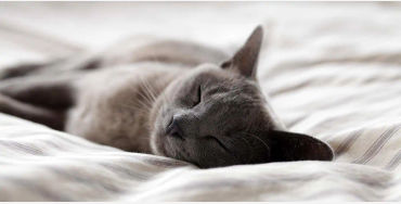 sleep, cat, animals, cat owners, seat, sofa, bed, computer keyboard