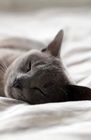 sleep, cat, animals, cat owners, seat, sofa, bed, computer keyboard