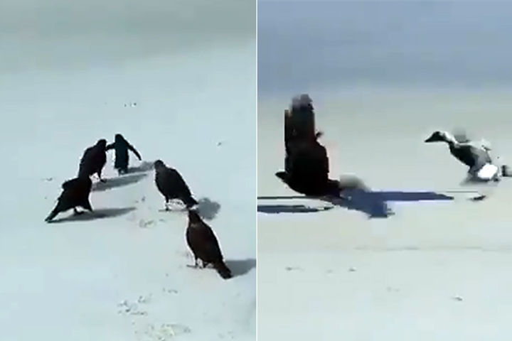 ducks save penguin from predatory birds video