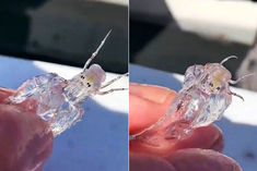 fisherman caught a creature like alien fish