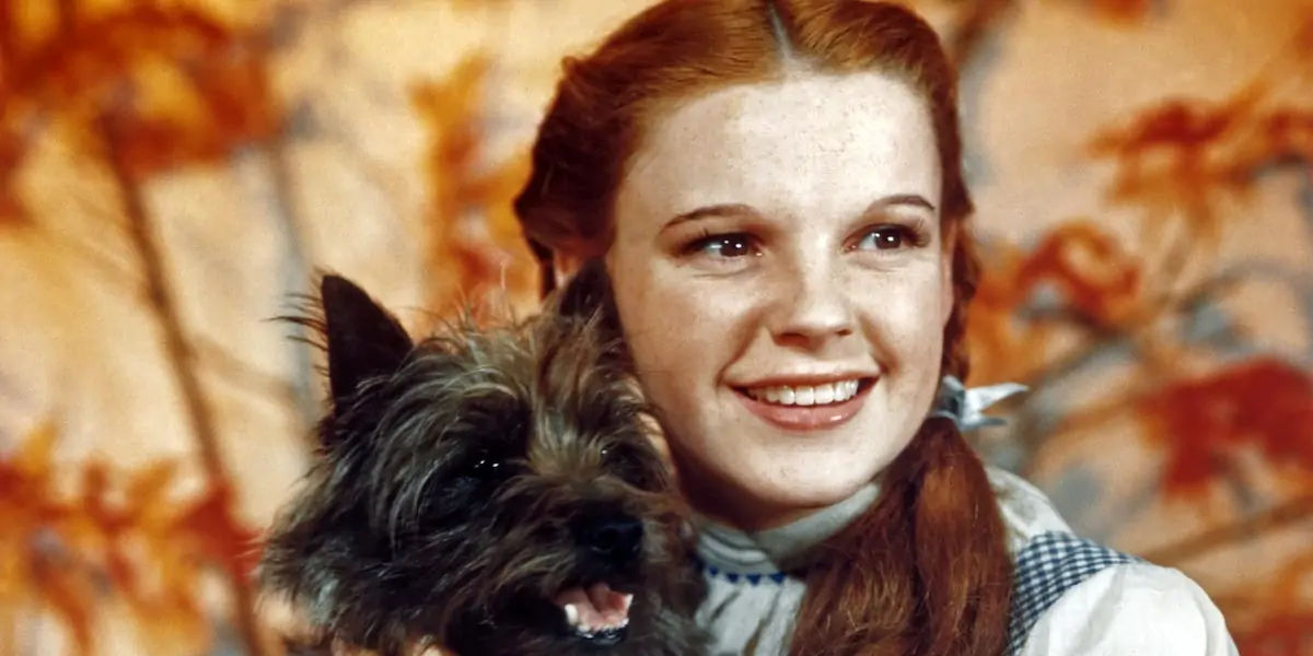 toto, earned, munchkins, wizrd of oz, canine, actor