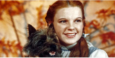 toto, earned, munchkins, wizrd of oz, canine, actor
