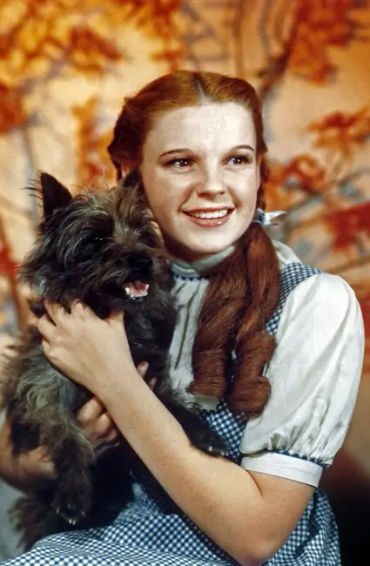 toto, earned, munchkins, wizrd of oz, canine, actor