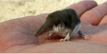 animals, australia, isolation, continents, reptiles, mammals