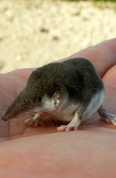 animals, australia, isolation, continents, reptiles, mammals