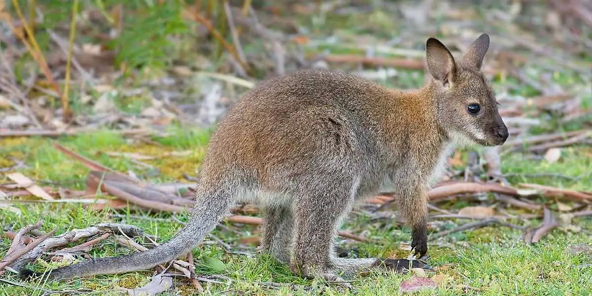 australian animals, native australian animals, endangered australian animals, extinct australian ani