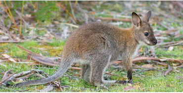 australian animals, native australian animals, endangered australian animals, extinct australian ani