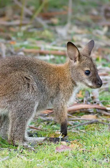 australian animals, native australian animals, endangered australian animals, extinct australian ani