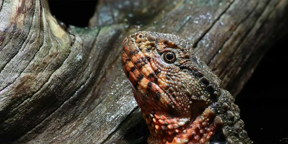 australian animals, native australian animals, endangered australian animals, extinct australian ani