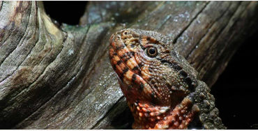 australian animals, native australian animals, endangered australian animals, extinct australian ani