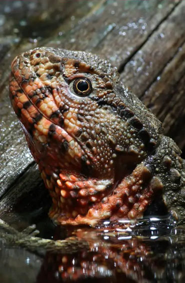 australian animals, native australian animals, endangered australian animals, extinct australian ani