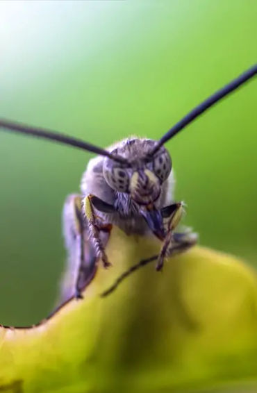 australian animals, native australian animals, endangered australian animals, extinct australian ani