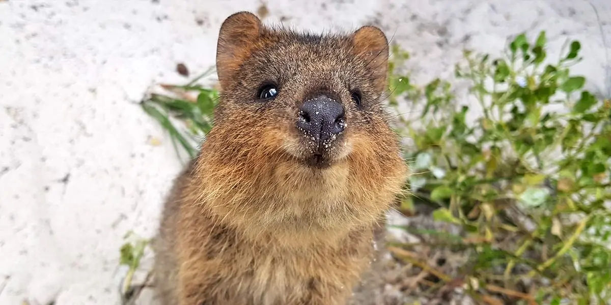australian animals, native australian animals, endangered australian animals, extinct australian ani