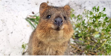 australian animals, native australian animals, endangered australian animals, extinct australian ani