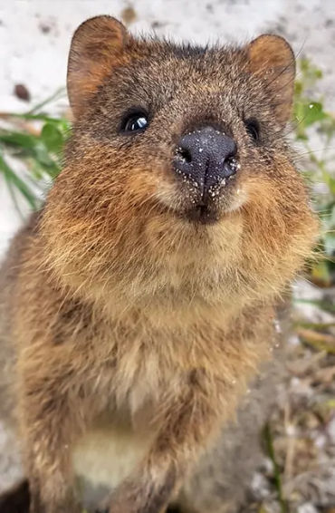 australian animals, native australian animals, endangered australian animals, extinct australian ani