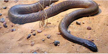 australian animals, native australian animals, endangered australian animals, extinct australian ani
