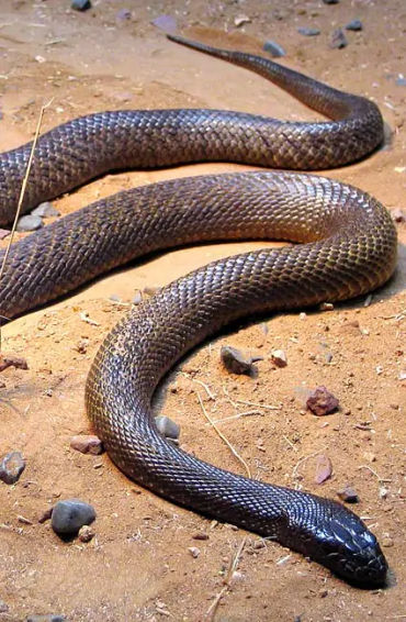 australian animals, native australian animals, endangered australian animals, extinct australian ani