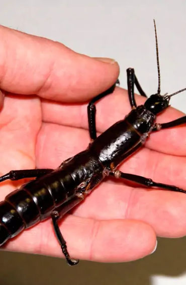 australian animals, native australian animals, endangered australian animals, extinct australian ani