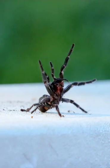 australian animals, native australian animals, endangered australian animals, extinct australian ani