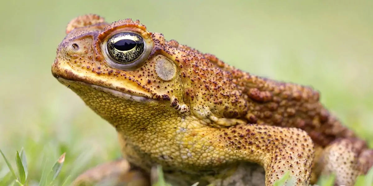 australian animals, native australian animals, endangered australian animals, extinct australian ani
