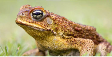 australian animals, native australian animals, endangered australian animals, extinct australian ani