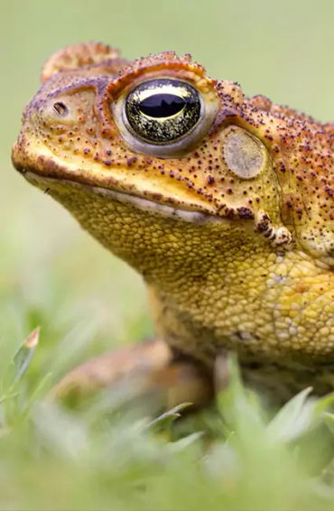 australian animals, native australian animals, endangered australian animals, extinct australian ani