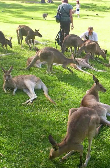 australian animals, native australian animals, endangered australian animals, extinct australian ani