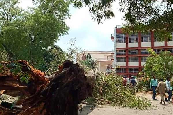 250 year old giant tree fell in chandigarh school 1 child killed many injured