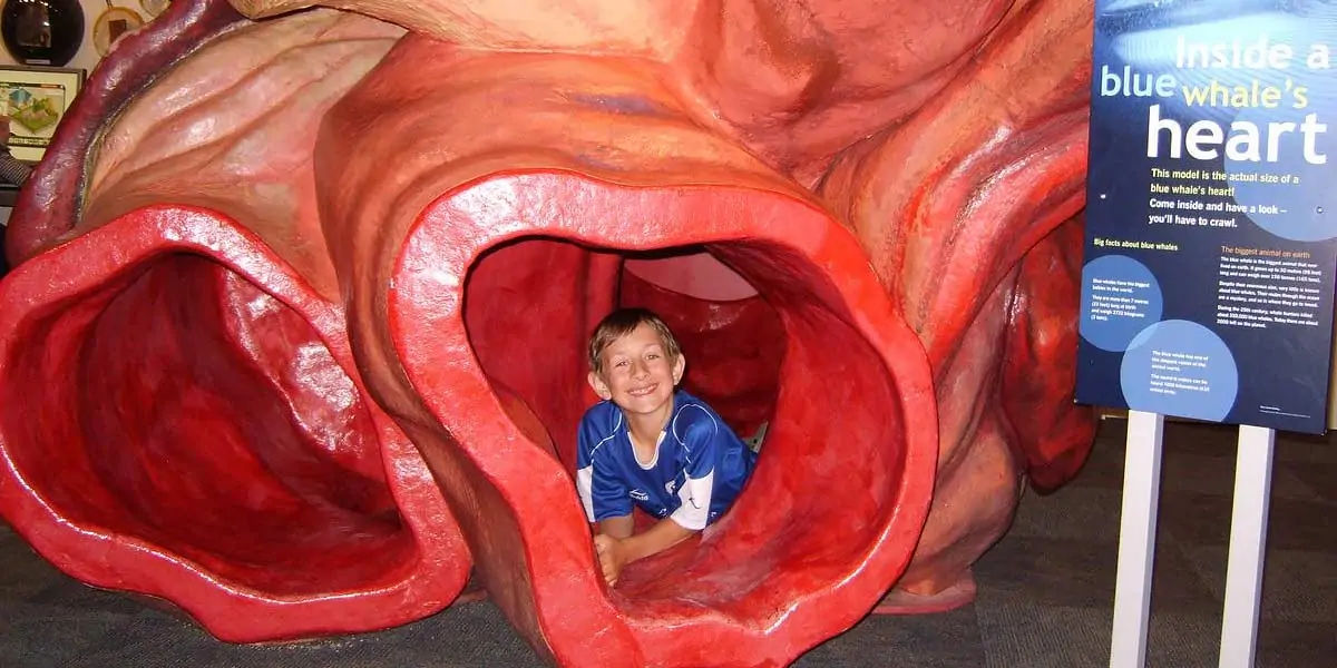 bluewhale, creature, dwarfing, dinosaurs, swim, human, livingcreature, vitalorgans