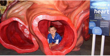 bluewhale, creature, dwarfing, dinosaurs, swim, human, livingcreature, vitalorgans