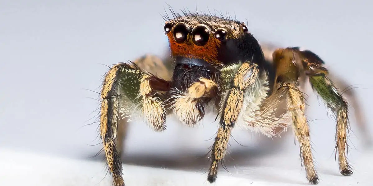 creature, mt. everest, spider, jumping, earth, dwellers, leoprd, himalyan, elevation