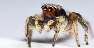 creature, mt. everest, spider, jumping, earth, dwellers, leoprd, himalyan, elevation