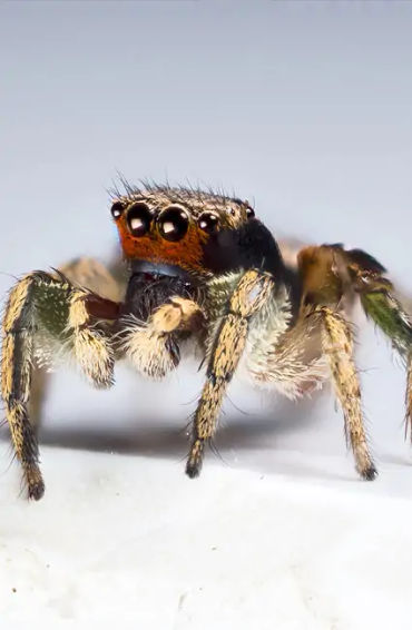 creature, mt. everest, spider, jumping, earth, dwellers, leoprd, himalyan, elevation