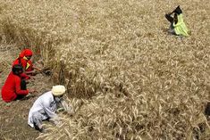 central government formed a committee for minimum support price of crops