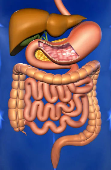 gut health, how to improve gut health, gut healthy foods, gut health supplements, best foods for gut