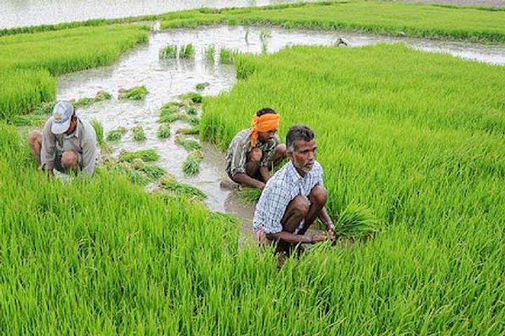 eligible farmers of kisan samman nidhi will be verified accountants will get incentive amount eligible farmers of kisan samman nidhi will be verified accountants will get incentive amount