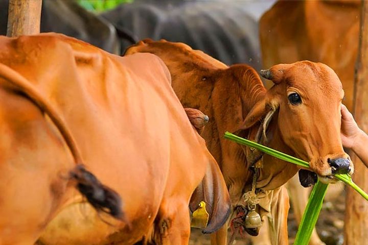 Lumpy skin disease kills 999 cattle in Gujarat over 37,000 treated